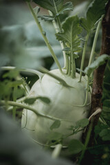 Raw kohlrabi cabbage