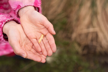 The girl's hands fearlessly hold a bee larva insect for fishing. Outdoor recreation with children, active leisure. Close-up, copy space