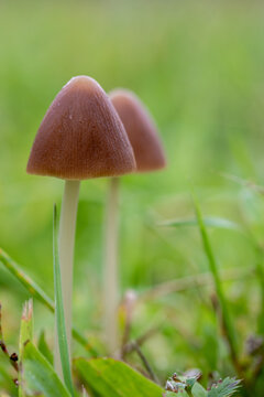 Kleine Pilze