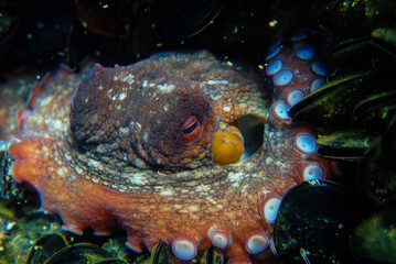 Fototapeta premium Octopus underwater (Octopus vulgaris Cuvier) or Common octopus is a cephalopod of the Octopodidae family at sea. Red octopus underwater on rocks devouring mussels in mediterranean sea, Sea food.