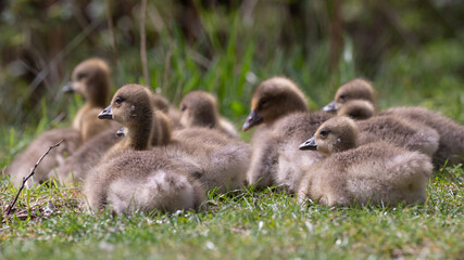 Anser anser, greylag goose, oie cendrée