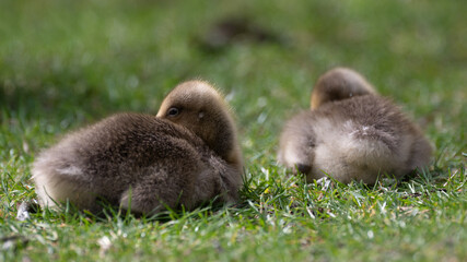 Anser anser, greylag goose, oie cendrée
