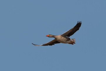 Anser anser, greylag goose, oie cendrée