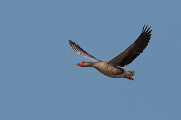 Anser anser, greylag goose, oie cendrée