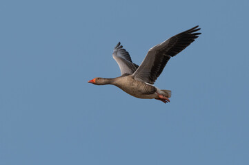 Anser anser, greylag goose, oie cendrée