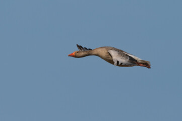Anser anser, greylag goose, oie cendrée