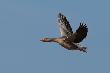 Anser anser, greylag goose, oie cendrée