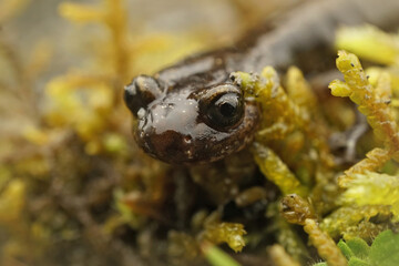 Frontal closeup on a Dunn's salamander, Plethodon dunni , on the ground