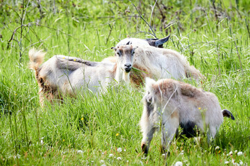 Obraz premium Young goats grazing in a green meadow on a sunny day