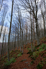 Sentiero per le cascate del Dardagna, appennino tosco-emiliano, città metropolitana di Bologna
