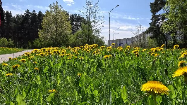Feet in black sneakers walk along the paths and lawn with green grass and yellow dandelions on a spring day