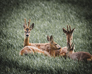 Rehe auf Feld