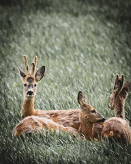 Rehe auf Feld