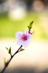 blossom in spring