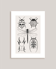 Hand drawn beetles and dragonfly poster