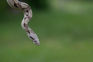 Photo of a boa constrictor. Closeup of snake with neutral background. Real color on a green background.