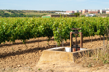Arqueta de canal de riego y detrás un viñedo en espalderas.