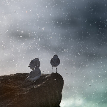 Les grains d'eau