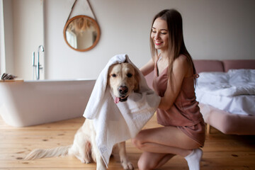 young woman in the bathroom wipes the dog with towel, the girl dries the golden retriever after bathing