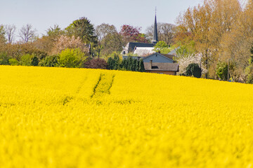 champ de colza près d'un village avec église
