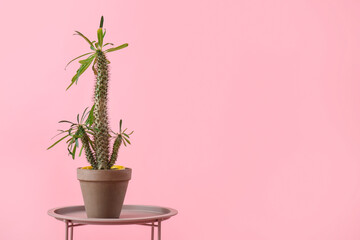 Stool with big cactus in pot on pink background