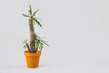 Pot with big cactus on grey background