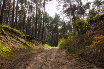 Road up the hill in the pine forest in south east Poland.