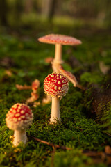 Popular red toadstool mushroom in latin Amanita muscaria in late sunset.