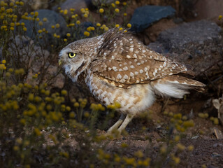 Burrowing Owls enjoying the super bloom in Scottsdale Arizona