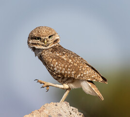 Burrowing Owls enjoying the super bloom in Scottsdale Arizona