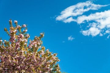 Sakura bloom. Blooming flowers on sakura branches against the sky. Pink sakura flowers in the botanical garden. Blooming park landscape. Natural background