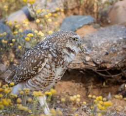 Burrowing Owls enjoying the super bloom in Scottsdale Arizona