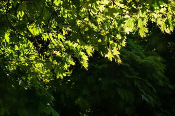 Leaves to the light. Glow of the green foliage of a maple tree in a sunbeam. Natural background