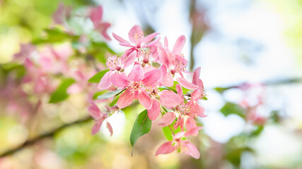 Pink flowers. Flowering tree close-up. Tree blooms pink. Natural background. Copy space. Shallow depth of field. Selective focus
