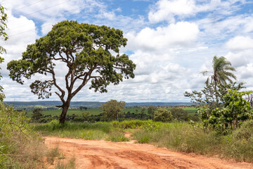 Fototapeta premium Curve in rural gravel road with big tree in the background, blue sky with clouds, countryside of Minas Gerais