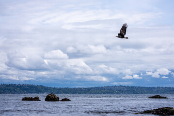 Juvenile Eagle in Flight