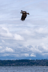 bald eagle in flight