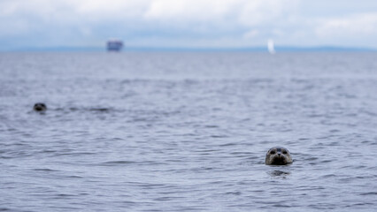 Harbor seal in the puget sound