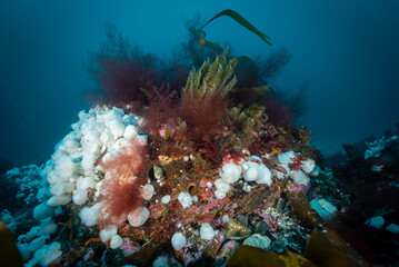 Underwater Cold Water Reef