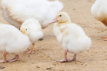 white ducks on farm graze in herd, cute pets birds. taking care of cattle in backyard. subsistence farming, poultry farming for meat and eggs. environmentally friendly
