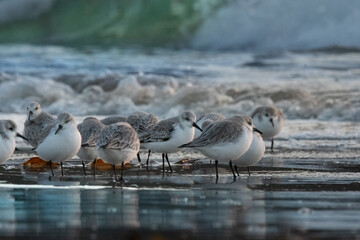 bécasseaux sanderling