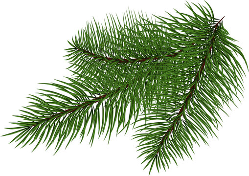 Christmas tree branches for a Christmas decor. Branches close-up.  Drawing. Nature details. fir branches. Fir tree branches for decoration. Drawing. 