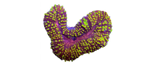 Lobophylia Coral