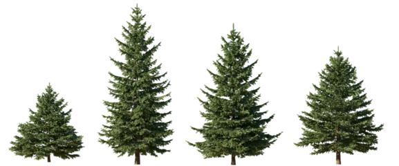 Foto op Canvas Set of 4 picea pungens colorado blue green spruce evergreen pinaceae needled tree isolated png on a transparent background perfectly cutout  © Roman