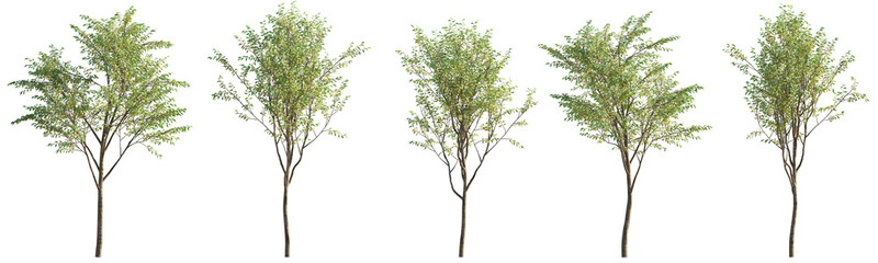 Set of 5 middle summer street young trees isolated png on a transparent background perfectly cutout