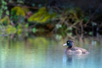 Fototapeta premium les rives moussues