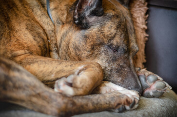 dog lying on the couch, close-up