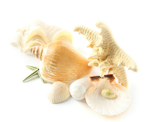 Seashells and starfishes isolated on white background