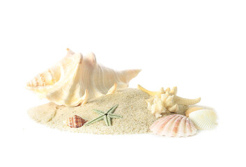Sand with seashells and starfishes on white background