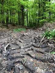spurs of wild boars in the green forest of odes